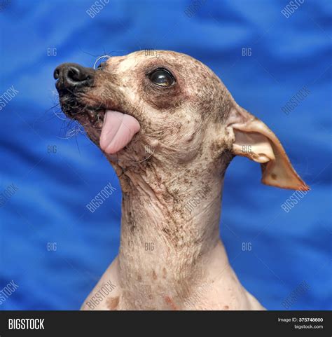 Chinese Crested Dog Image And Photo Free Trial Bigstock