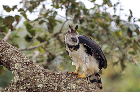 The Sloths main Predator | The great Harpy Eagle | SloCo