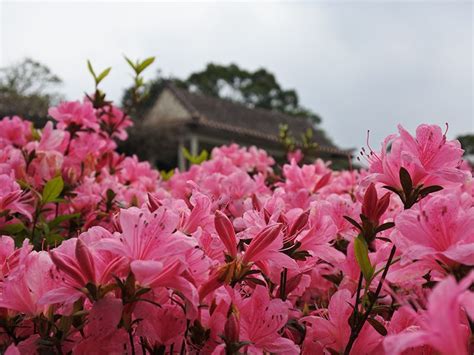 2022台北5大花季亮點 百年茶花明登場、薰衣草花海紫爆 美食旅遊 生活 Nownews今日新聞