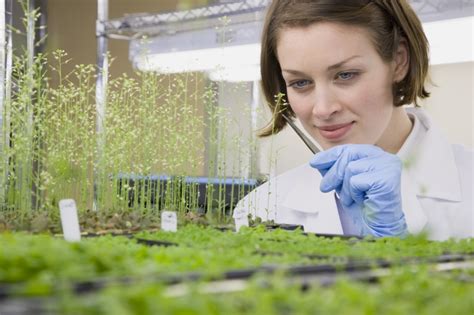 Washington State University Plant Biology Phd Infolearners