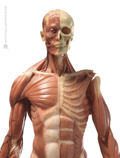 Leg muscles anatomy leg anatomy anatomy poses muscle anatomy anatomy study anatomy art zbrush anatomy human anatomy drawing leg reference. AnatomyTools