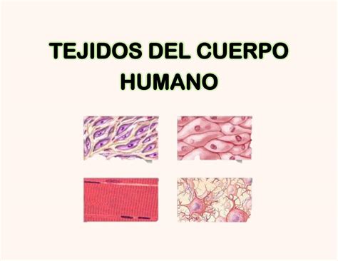 Solution Tejidos Del Cuerpo Humano Studypool