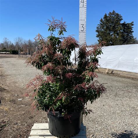 Pieris Japonica Dorothy Wycoff Dorothy Wycoff Pieris From