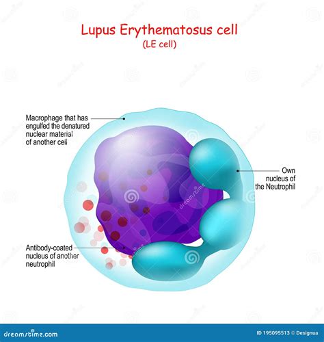 Célula Lupus Eritematosa Estructura De La Célula Le Ilustración Del