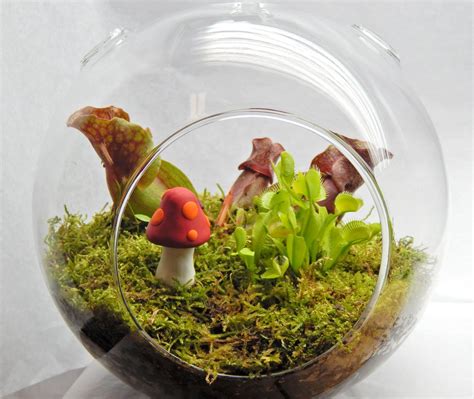 Large Carnivorous Terrarium With 2 Plants And Colorful