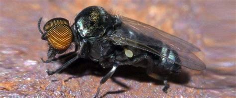 Identification Of Simulium Black Flies A Difficult Task Scientific Asia