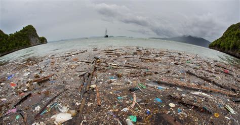 The Great Pacific Garbage Patchs Ecosystem What To Know About It