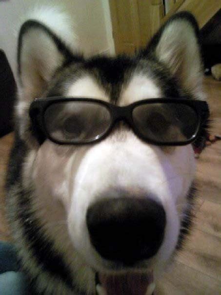20 Wearing Glasses Ideas Siberian Husky Husky Dogs