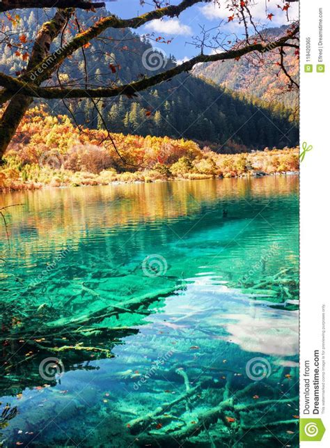Scenic Submerged Tree Trunks On Bottom Of Lake With Azure Water Stock