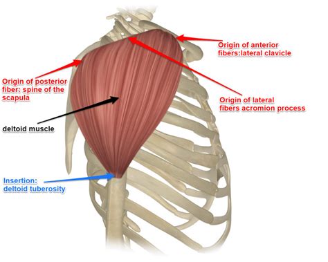 The Deltoid Muscle And Its Attachments Yoganatomy