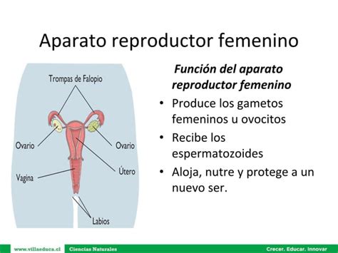 Aparatos Reproductores Masculino Y Femenino Ppt