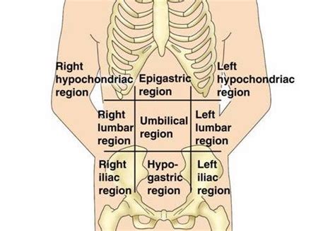 The sagittal, median and transverse planes pass through the navel and divide the abdominopelvic region into the following four quadrants BODY REGIONS at Gateway Community College - StudyBlue