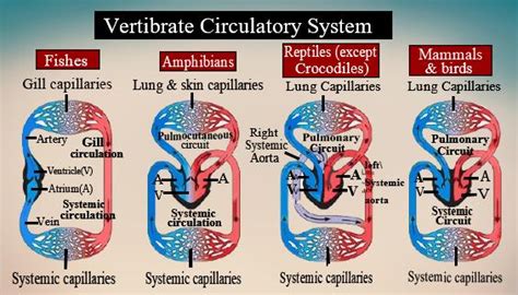 Assertion Double circulation is incomplete in amphibians class 11