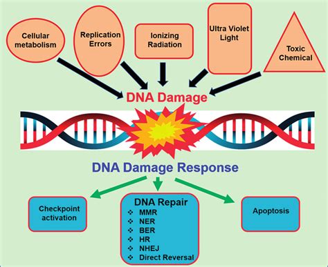 Dna Damage Dna Damage Response And Repair Graphical Illustration Download Scientific Diagram
