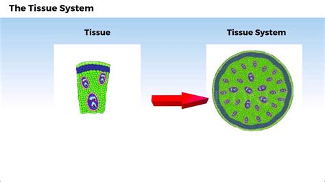 11b062 Introduction The Tissue System Youtube