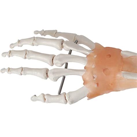 Buy Anatomical Human Hand Joint With Ligaments Flexible Hands Joint