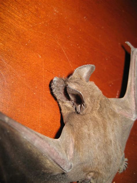 Bat Removal Critter Capture Jackson