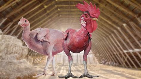 Is Featherless Chicken a genetic апomаɩу or an eco friendly alternative