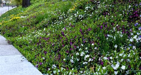 How To Plant Ground Cover Plants