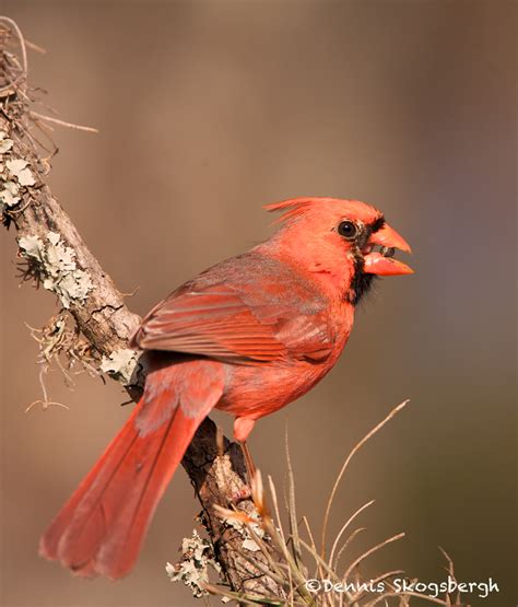 1341 Male Northern Cardinal Block Creek Natural Area Kendall County