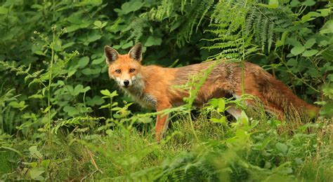 Join Us Sheffield And Rotherham Wildlife Trust