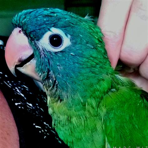 Blue Crown Conure 152606 For Sale In East Of Dallas Off Of I 20