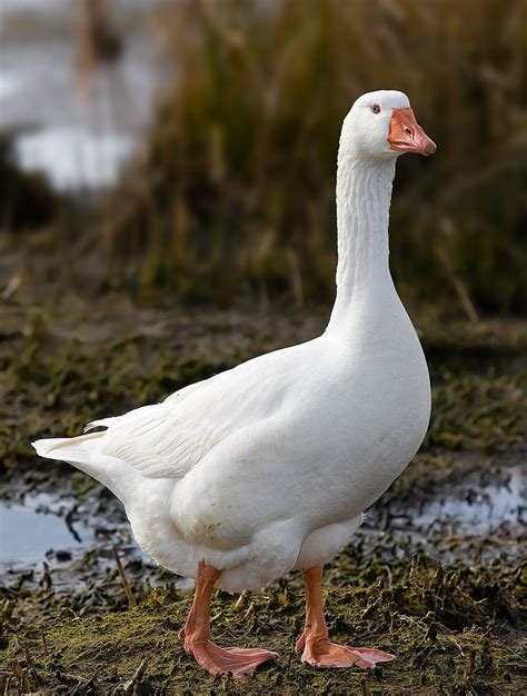 White Emden Goose Poultry Wiki Fandom