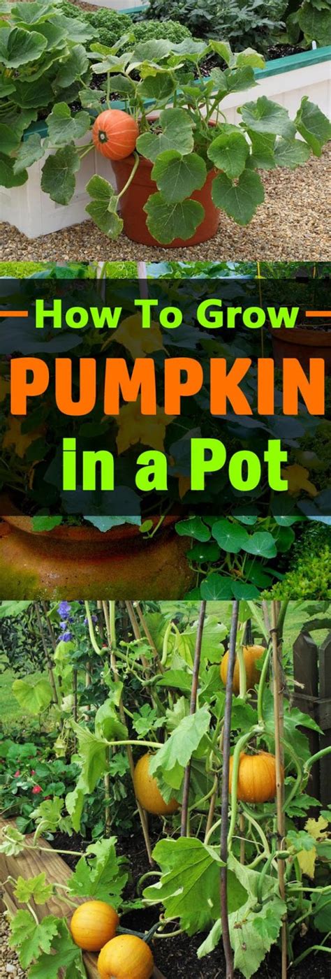 How To Grow Fresh Pumpkins Best Ideas Ever Everything About Garden