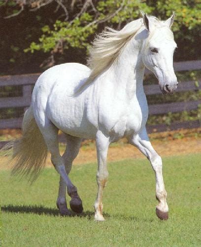 White Horse Best Animals