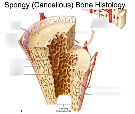 Spongy Cancellous Bone Chapter 8 Diagram Quizlet