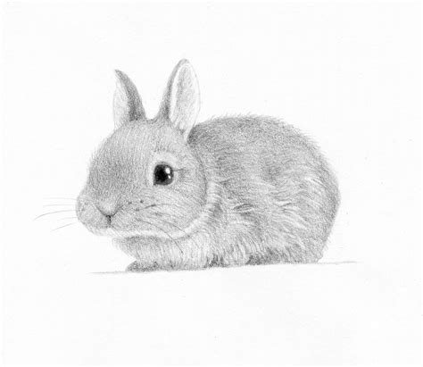 Https://tommynaija.com/draw/how To Draw A Baby Bunny Realistic
