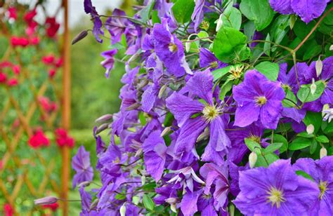 Each vine produces a number of flowers potato vines are fast growing climbing vines with beautiful white flowers. Las plantas ornamentales - Agriculturers.com | Red de ...