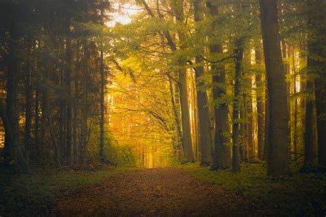 Magic Forest Sunrise By 1darkstar1 On Deviantart