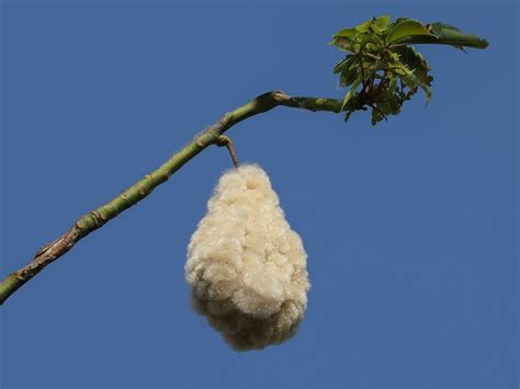 Fruit Of The White Silk Cotton Tree Things Guyana