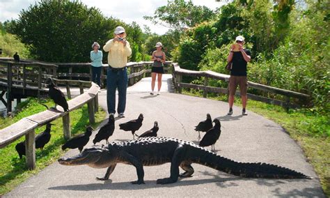 Booking Everglades Ticket Gator Park
