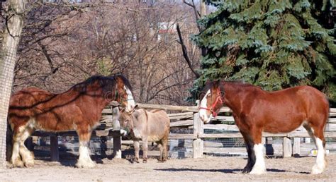 Clydesdale Horses And Donkey Stock Photo Image Of Farming Colt 559036