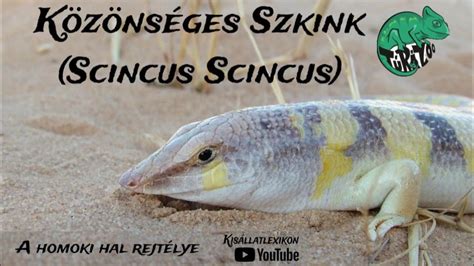 A Homoki Halak Vagy K Z Ns Ges Szkinkek Scincus Scincus Youtube