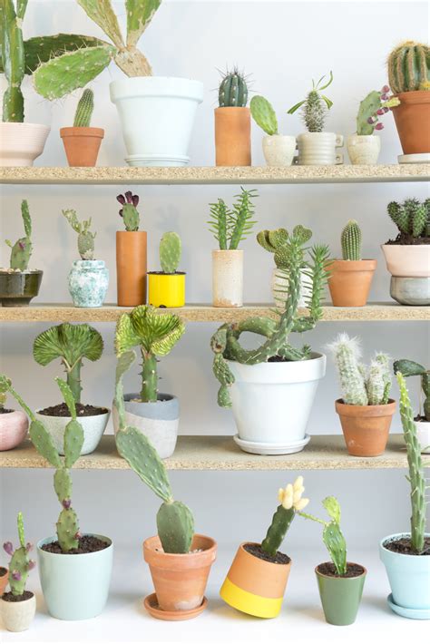 Now that you have typical plants down, how about cacti? Houseplants of the Month August: Cacti