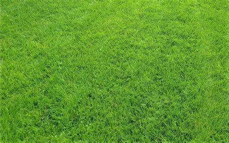 Kentucky Bluegrass Vs Tall Fescue Whats The Difference Blooming