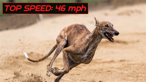 The Top 10 Fastest Land Animals In The World Owlcation