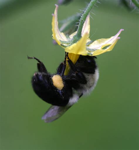 Maybe you would like to learn more about one of these? A simple explanation of tomato pollination, please? | Old ...