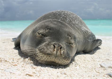 Hawaiian Monk Seals Marine Conservation Institute