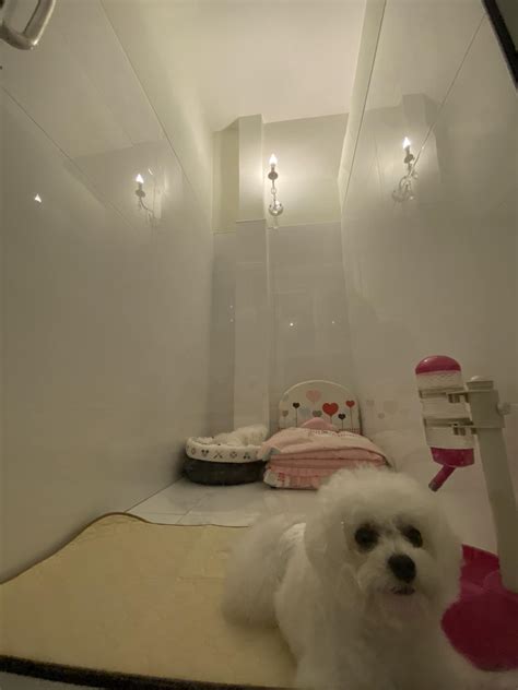 Pet paradise Spa... - Pet Paradise spa