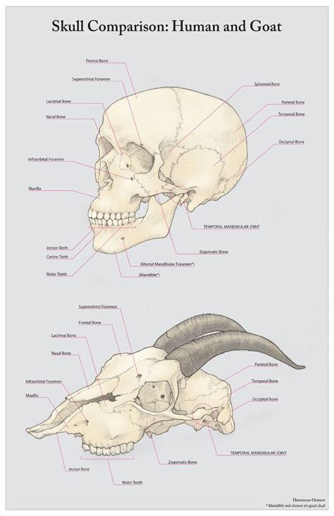80 Best Images About Anatomy Comparative On Pinterest Skull