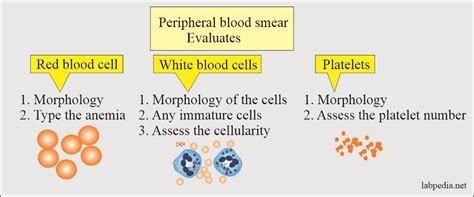 Explain The Difference Between A Differential White Blood Cell Count