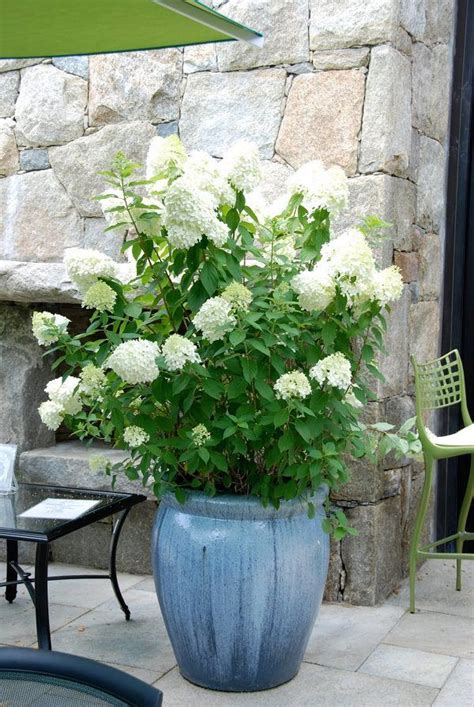 44 Best Shrubs For Containers Best Container Gardening Plants