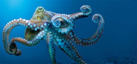 27 Best Animals And Plants That Live In The Oceans Images