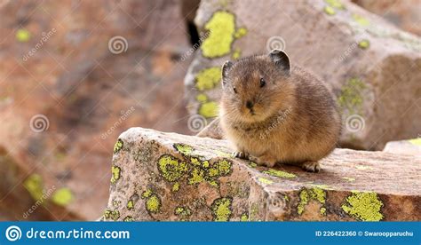American Pika In Yellowstone National Park On Rocky Mountains Stock