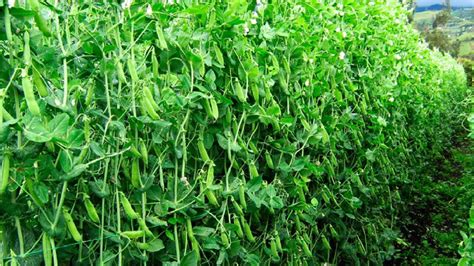 Snow Pea Farming And Harvest Snow Pea Cultivation Youtube