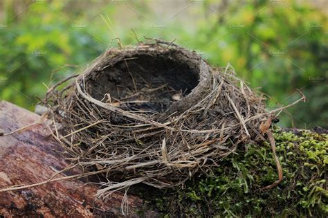 Empty Bird Nest High Quality Nature Stock Photos ~ Creative Market